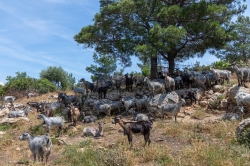 Samos 2023 24.jpg